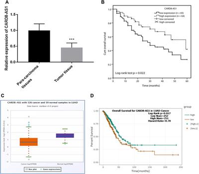 Identification of LncRNA CARD8-AS1 as a Potential Prognostic Biomarker Associated With Progression of Lung Adenocarcinoma